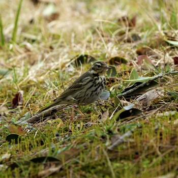 2022年3月9日(水) ロクハ公園(滋賀県草津市)の野鳥観察記録