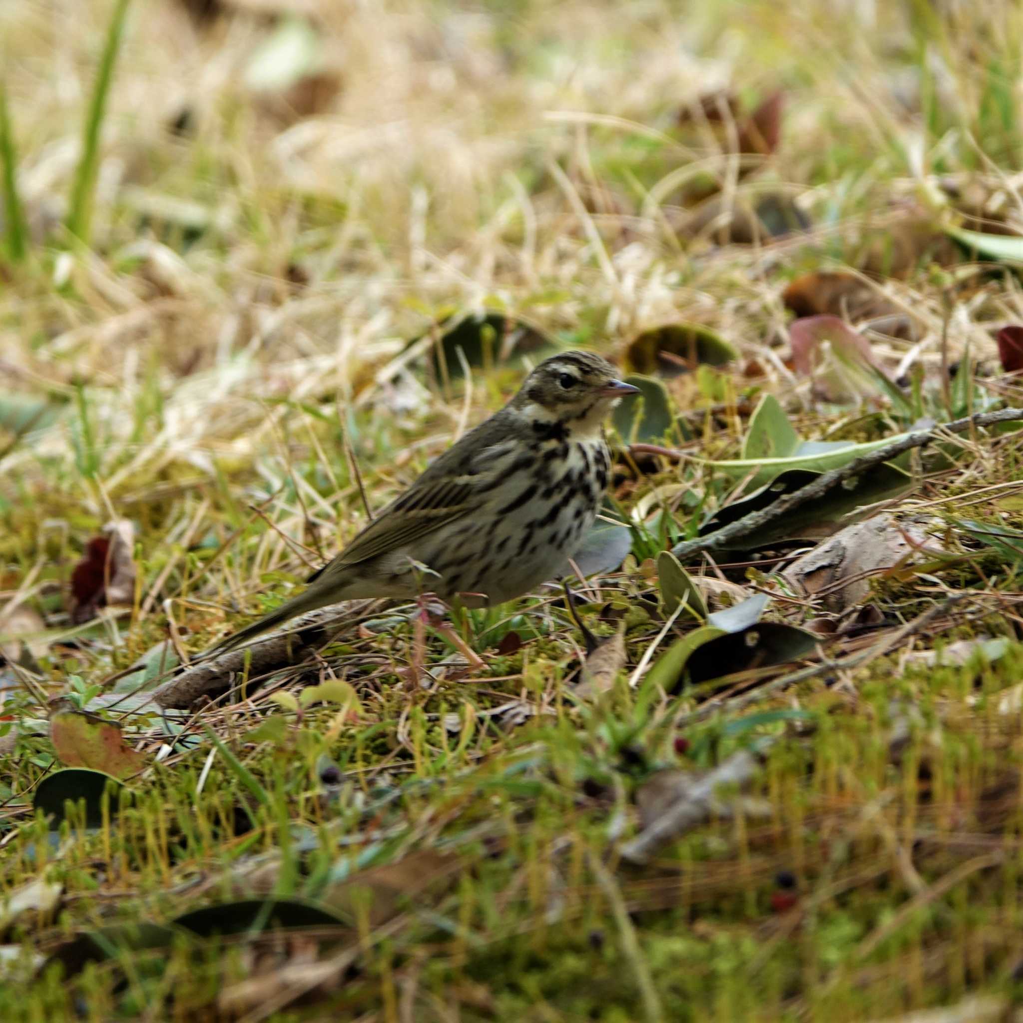 ロクハ公園(滋賀県草津市) ビンズイの写真 by bmont520