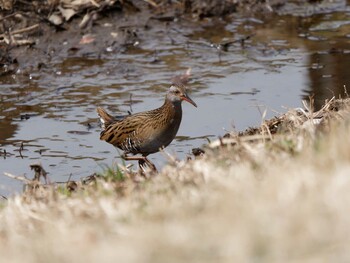 2022年3月10日(木) 新横浜公園の野鳥観察記録