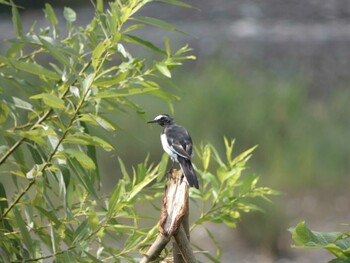 Japanese Wagtail 嵐山(京都市) Mon, 8/24/2020