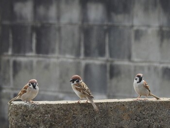 Eurasian Tree Sparrow 徳島市川内町 Fri, 3/11/2022