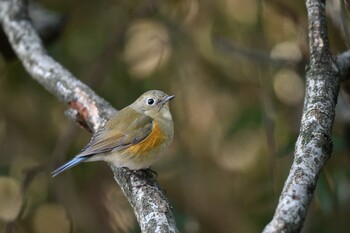 Red-flanked Bluetail Unknown Spots Thu, 2/24/2022