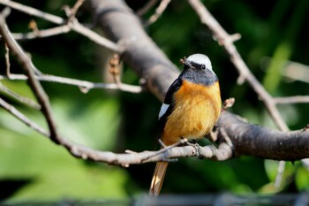 Daurian Redstart Unknown Spots Sat, 3/5/2022