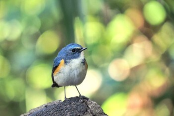 Red-flanked Bluetail Unknown Spots Fri, 3/11/2022