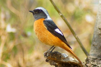 Daurian Redstart ふれあい松戸川 Fri, 3/11/2022