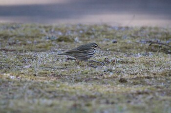 Olive-backed Pipit Shakujii Park Sun, 3/6/2022