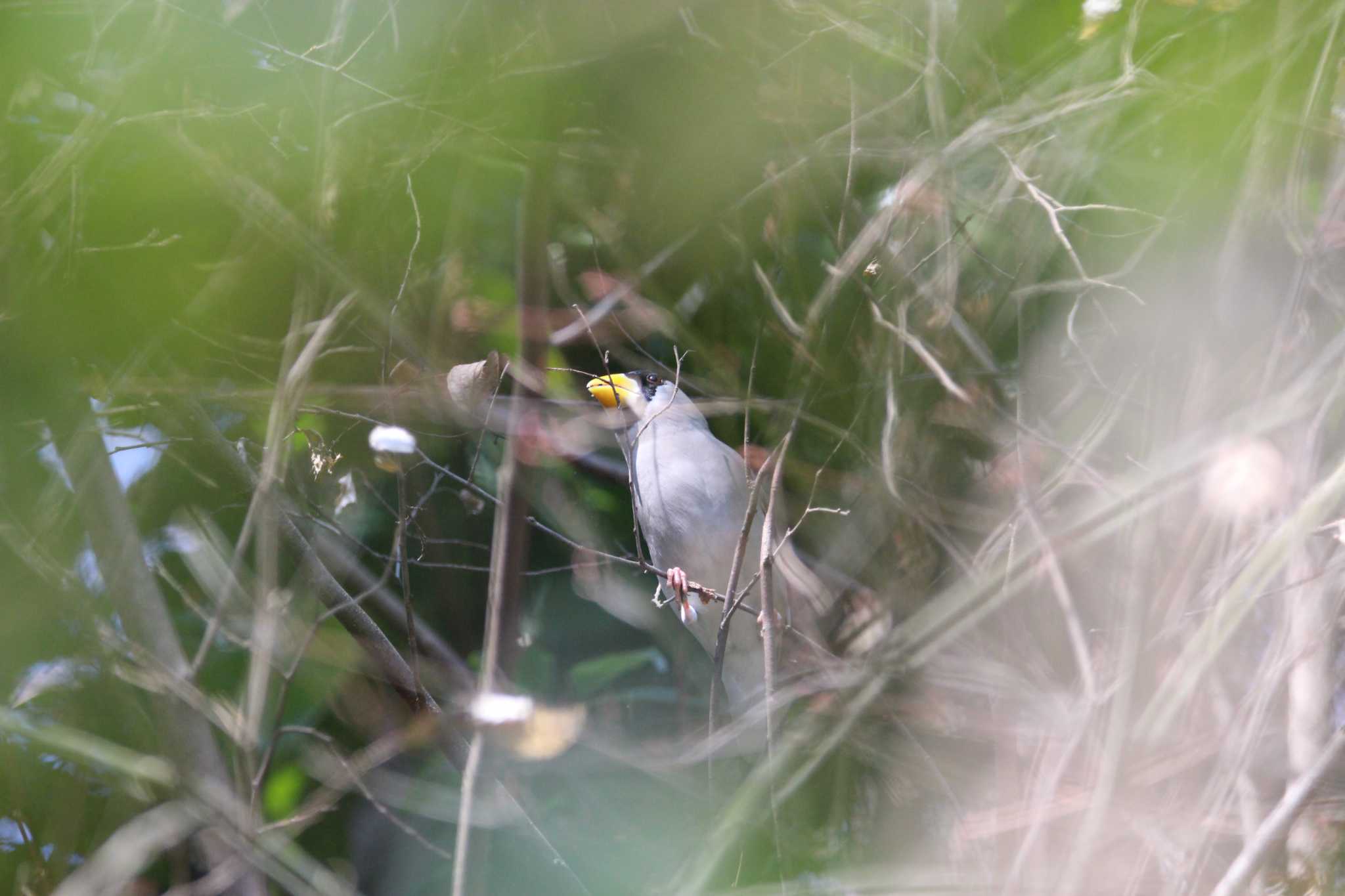 Photo of Japanese Grosbeak at Shakujii Park by Sweet Potato