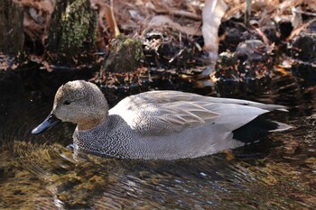 Gadwall Shakujii Park Sun, 3/6/2022