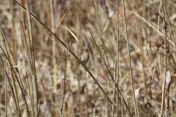 Common Reed Bunting Akigase Park Fri, 3/11/2022