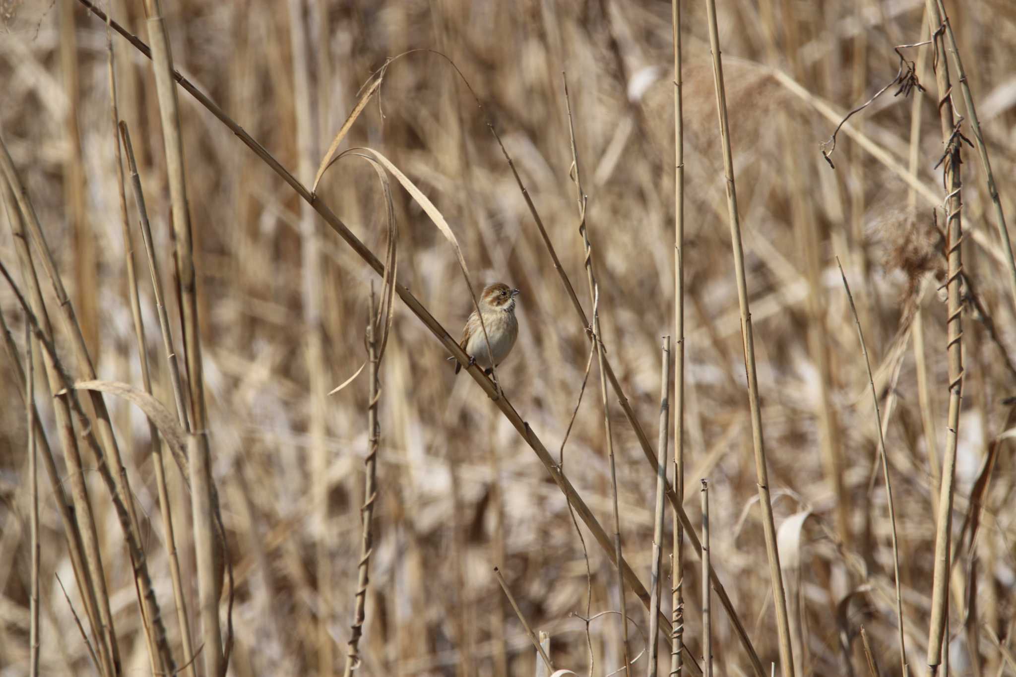 Common Reed Bunting