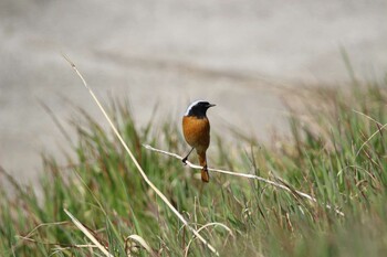 Daurian Redstart Akigase Park Fri, 3/11/2022