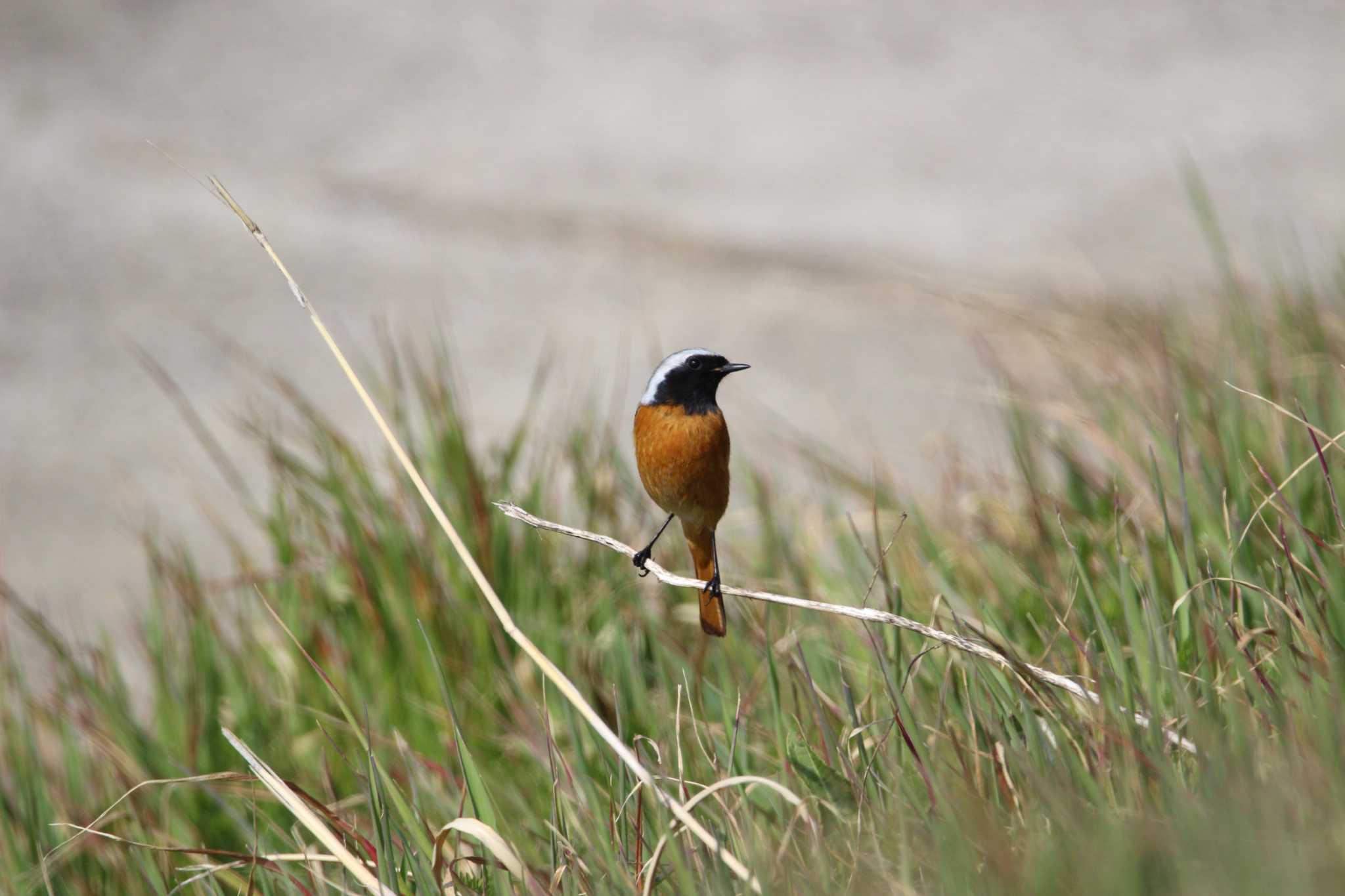 Photo of Daurian Redstart at Akigase Park by Sweet Potato