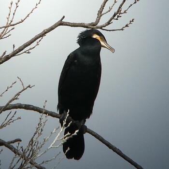 カワウ 馬見丘陵公園 2019年2月24日(日)