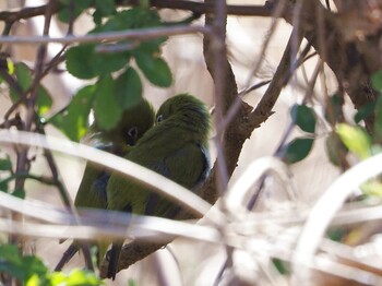 Warbling White-eye 淀川河川公園 Thu, 3/10/2022