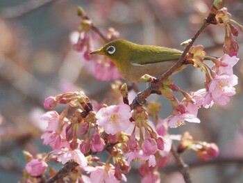 Warbling White-eye 淀水路 Thu, 3/10/2022