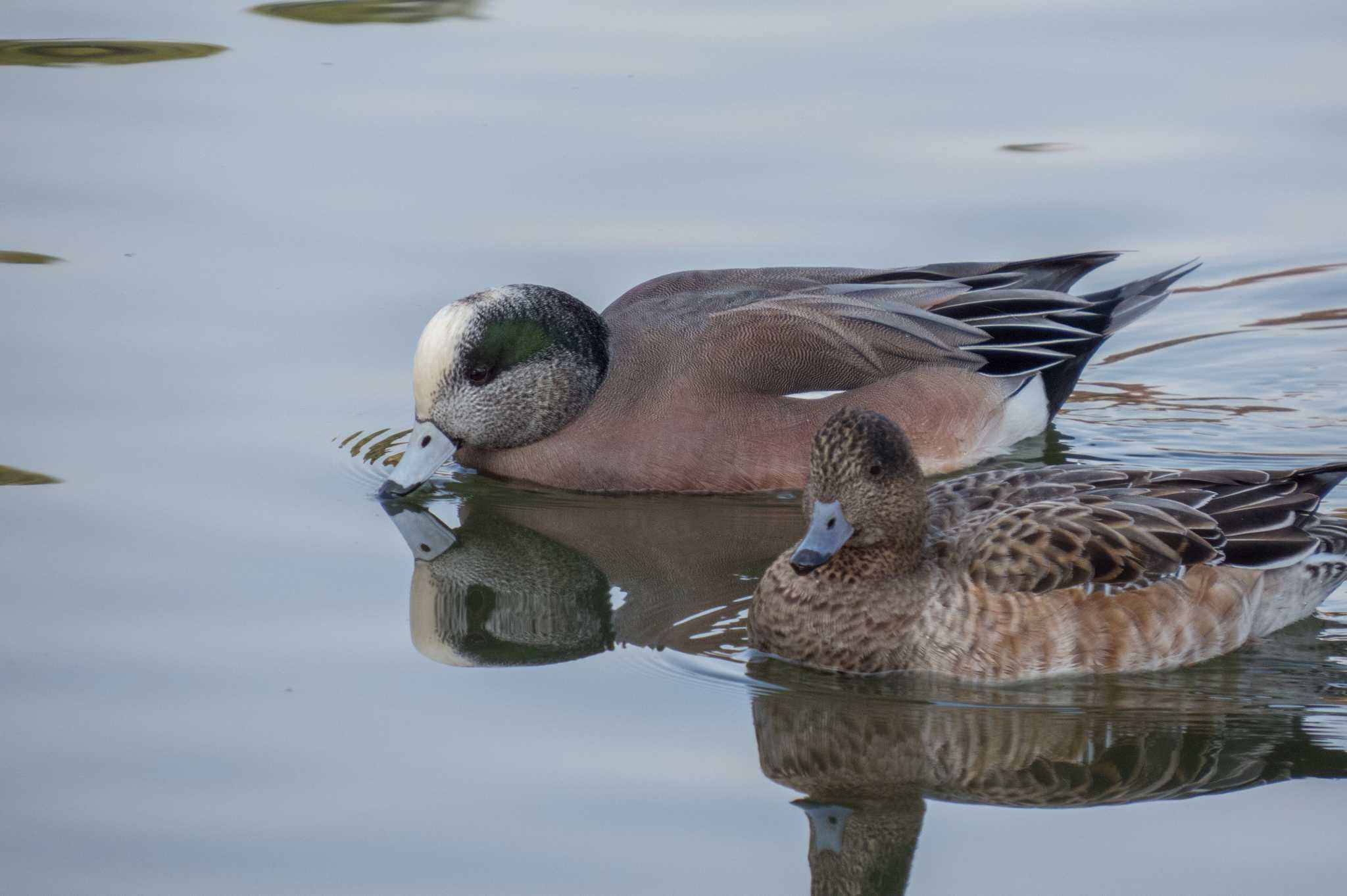Photo of American Wigeon at Oizumi Ryokuchi Park by ときのたまお
