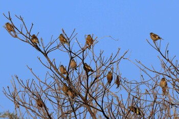 Grey-capped Greenfinch 八王子市 Fri, 3/11/2022