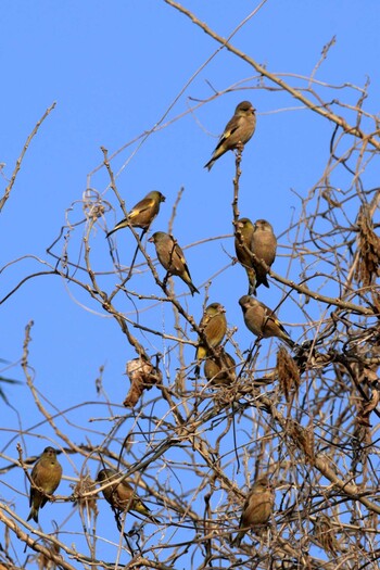 Grey-capped Greenfinch 八王子市 Fri, 3/11/2022