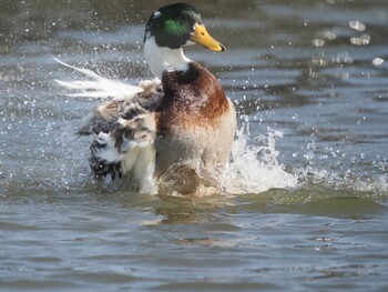 Domestic duck Unknown Spots Fri, 3/11/2022