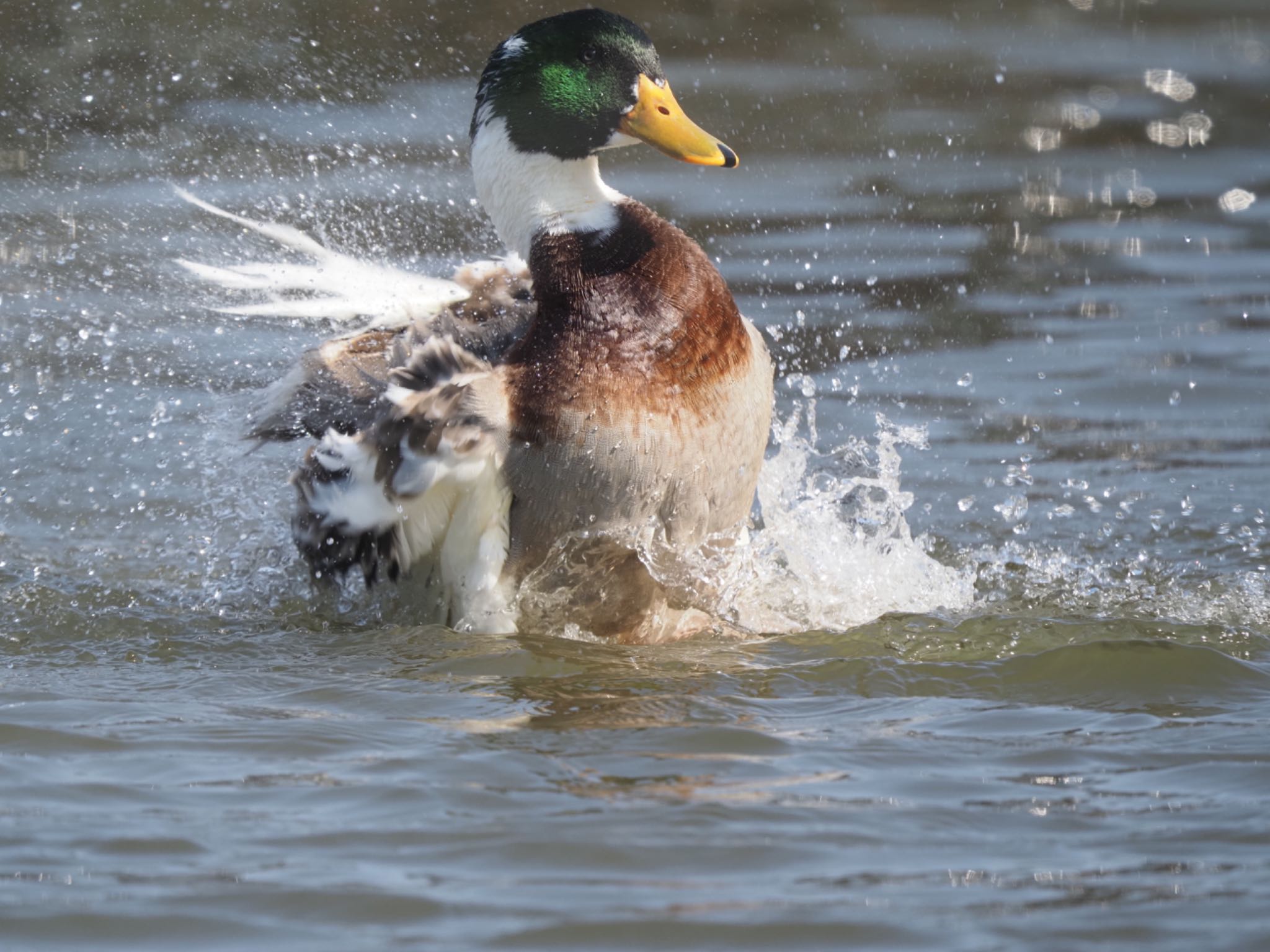 Photo of Domestic duck at  by マサ