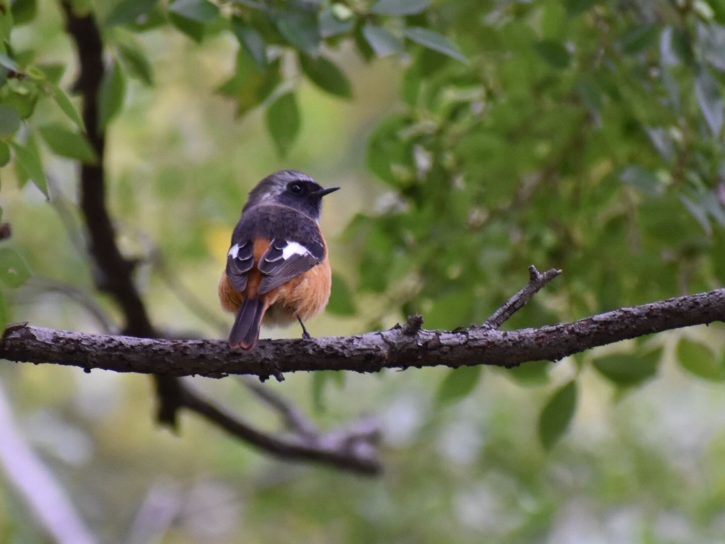 Photo of Daurian Redstart at  by ヨウコ