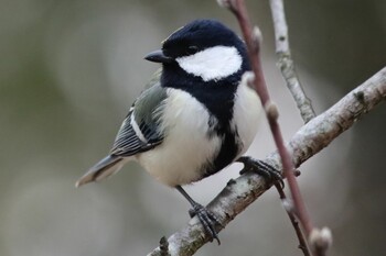 Japanese Tit Kyoto Gyoen Tue, 2/22/2022