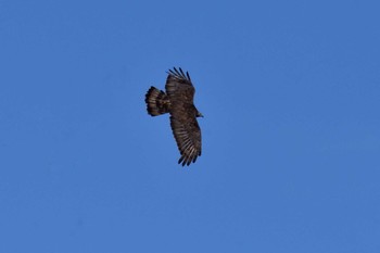 Crested Honey Buzzard Shirakaba-touge Tue, 9/19/2017