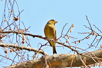 カワラヒワ 木場公園(江東区) 2022年3月11日(金)