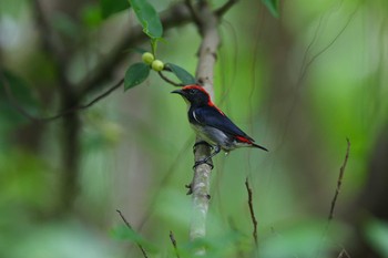 2017年10月8日(日) Chinese gardenの野鳥観察記録