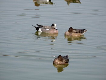 Fri, 3/11/2022 Birding report at Ukima Park