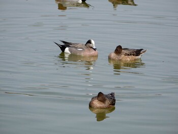 アメリカヒドリ 都立浮間公園 2022年3月11日(金)