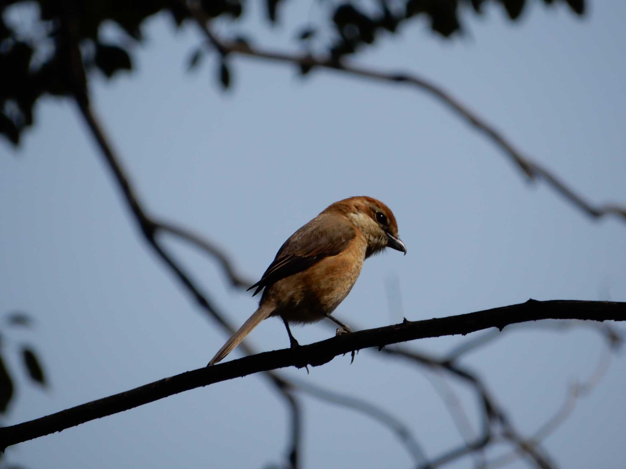 Photo of Bull-headed Shrike at Ukima Park by morinokotori