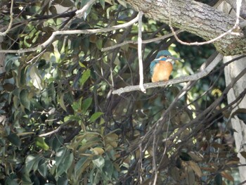 Common Kingfisher Ukima Park Fri, 3/11/2022