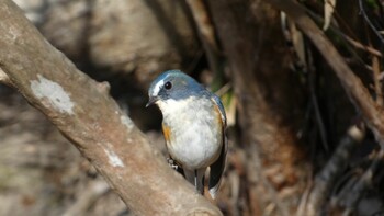 ルリビタキ 有馬富士公園 2022年2月26日(土)