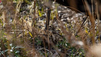 Eurasian Woodcock 草津市 Fri, 3/11/2022