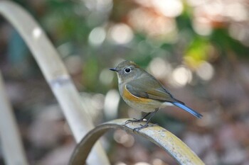 Red-flanked Bluetail Unknown Spots Thu, 3/10/2022