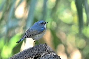 Red-flanked Bluetail Unknown Spots Fri, 3/11/2022