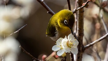 Warbling White-eye 大津市 Fri, 3/11/2022