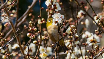 Warbling White-eye 大津市 Fri, 3/11/2022