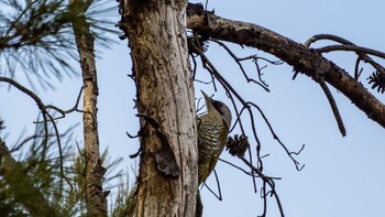 Japanese Green Woodpecker 栗東市 Fri, 3/11/2022