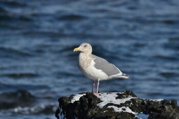 Glaucous-winged Gull 岩戸町海岸 Mon, 1/10/2022