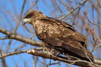 2022年2月27日(日) 鴨川の野鳥観察記録