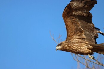 Black Kite 鴨川 Sun, 2/27/2022