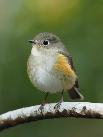 2022年3月11日(金) 不動ヶ池の野鳥観察記録