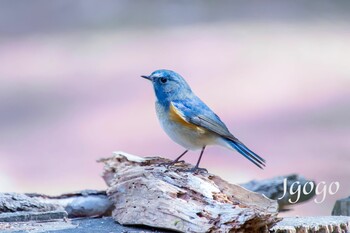 ルリビタキ 庚申山総合公園 2022年3月6日(日)