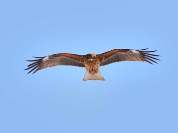 Black Kite 北海道帯広市 Mon, 3/7/2022