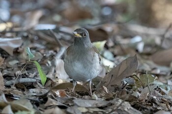 Pale Thrush 野洲川河口 Fri, 3/11/2022