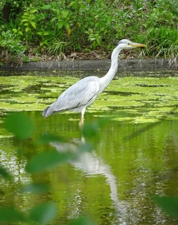 アオサギ 東京都立小金井公園 撮影日未設定