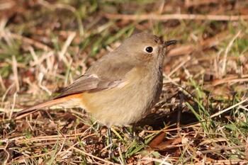 Daurian Redstart Kyoto Gyoen Fri, 2/25/2022