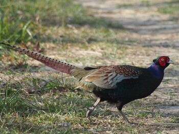 2022年3月11日(金) ふれあい松戸川の野鳥観察記録